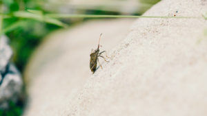Insekt Käfer Nahaufnahme