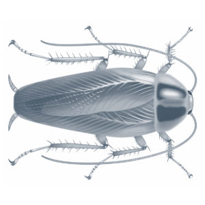 Käfer wissenschaftliche Illustration