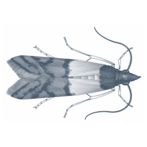 Food moth scientific illustration