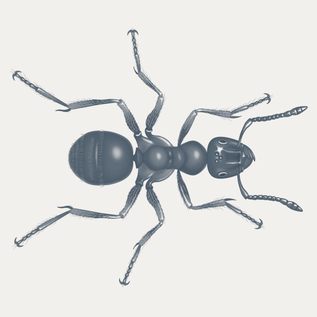 Ant Illustration Scientific