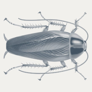 Käfer wissenschaftliche Illustration