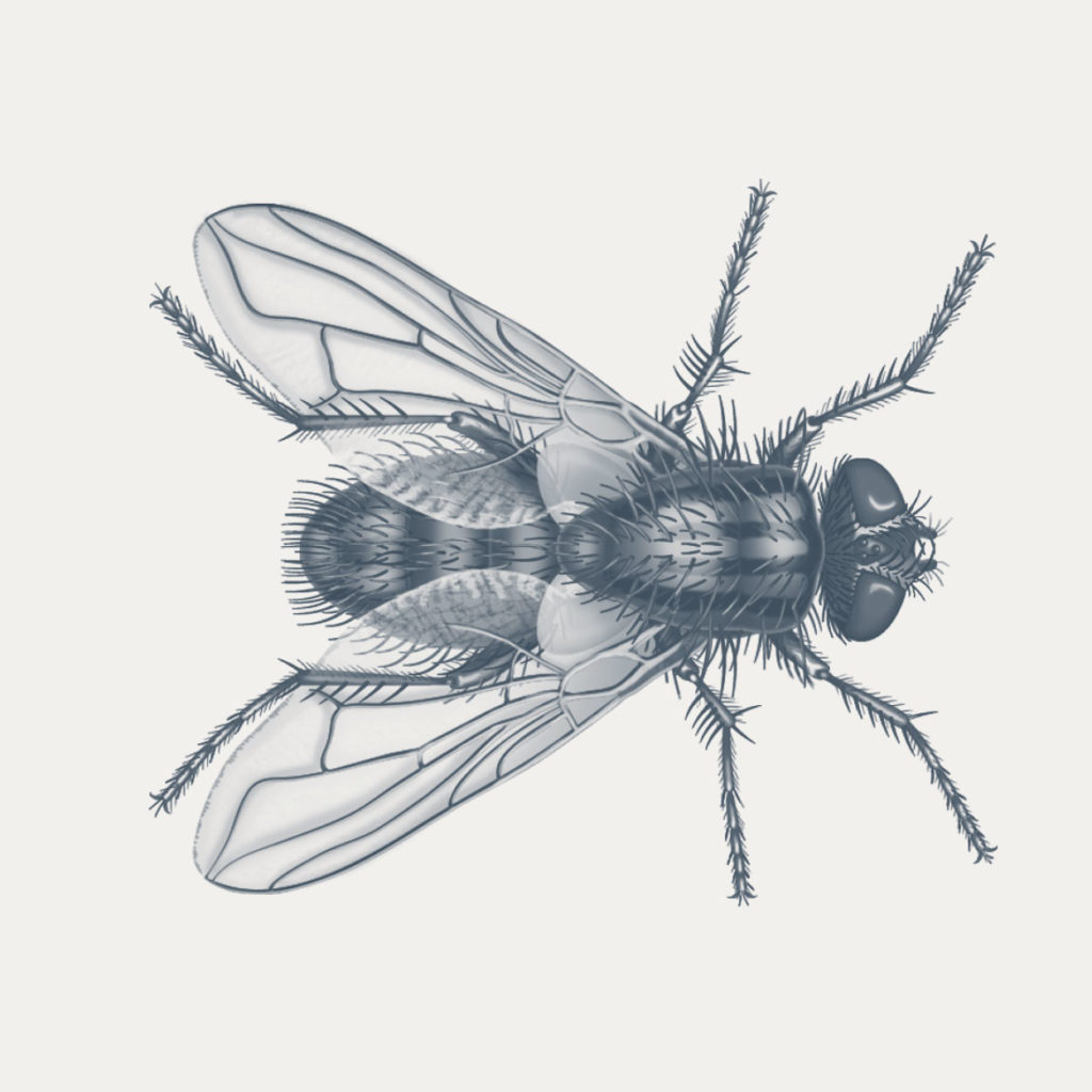 housefly illustration