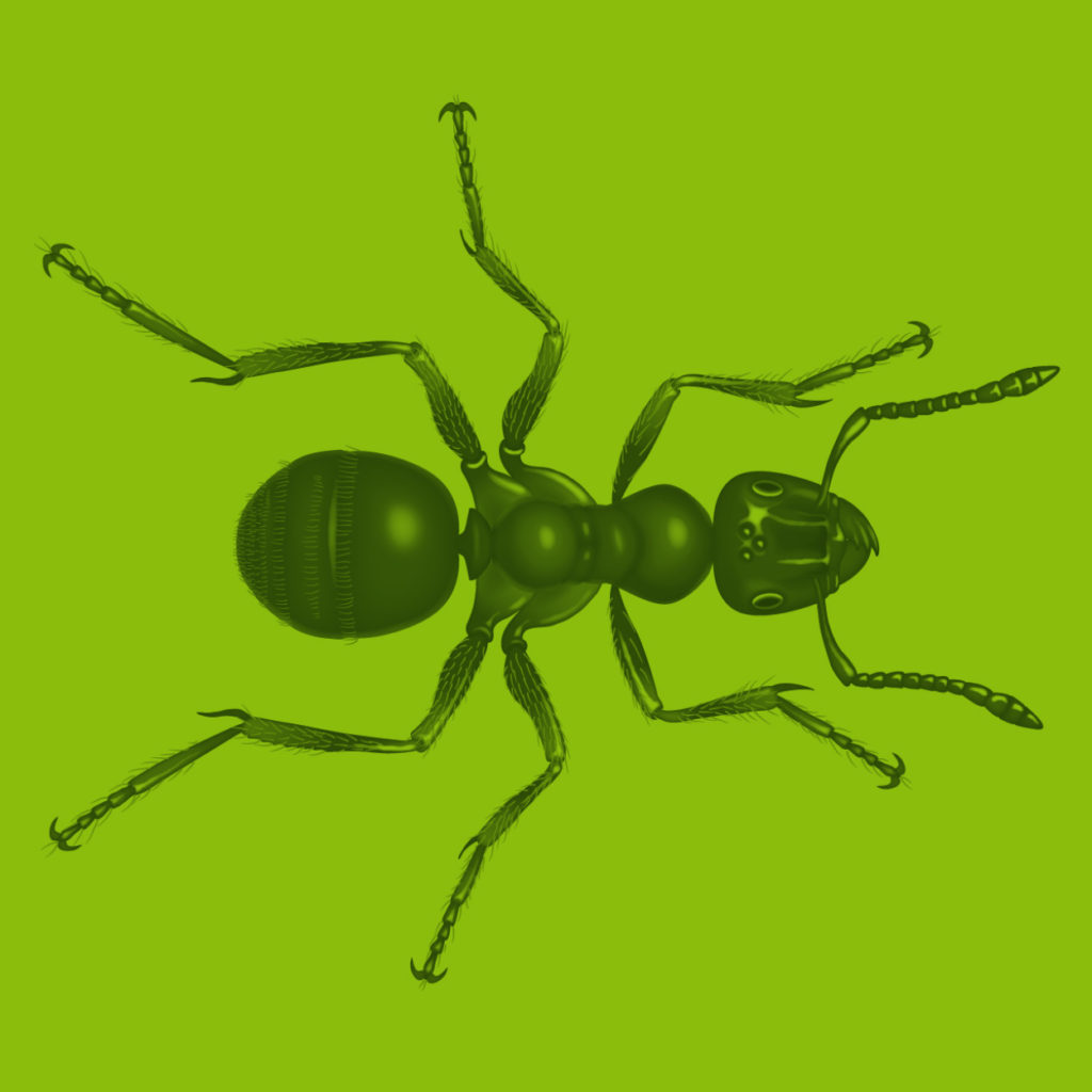 Ant Illustration Scientific