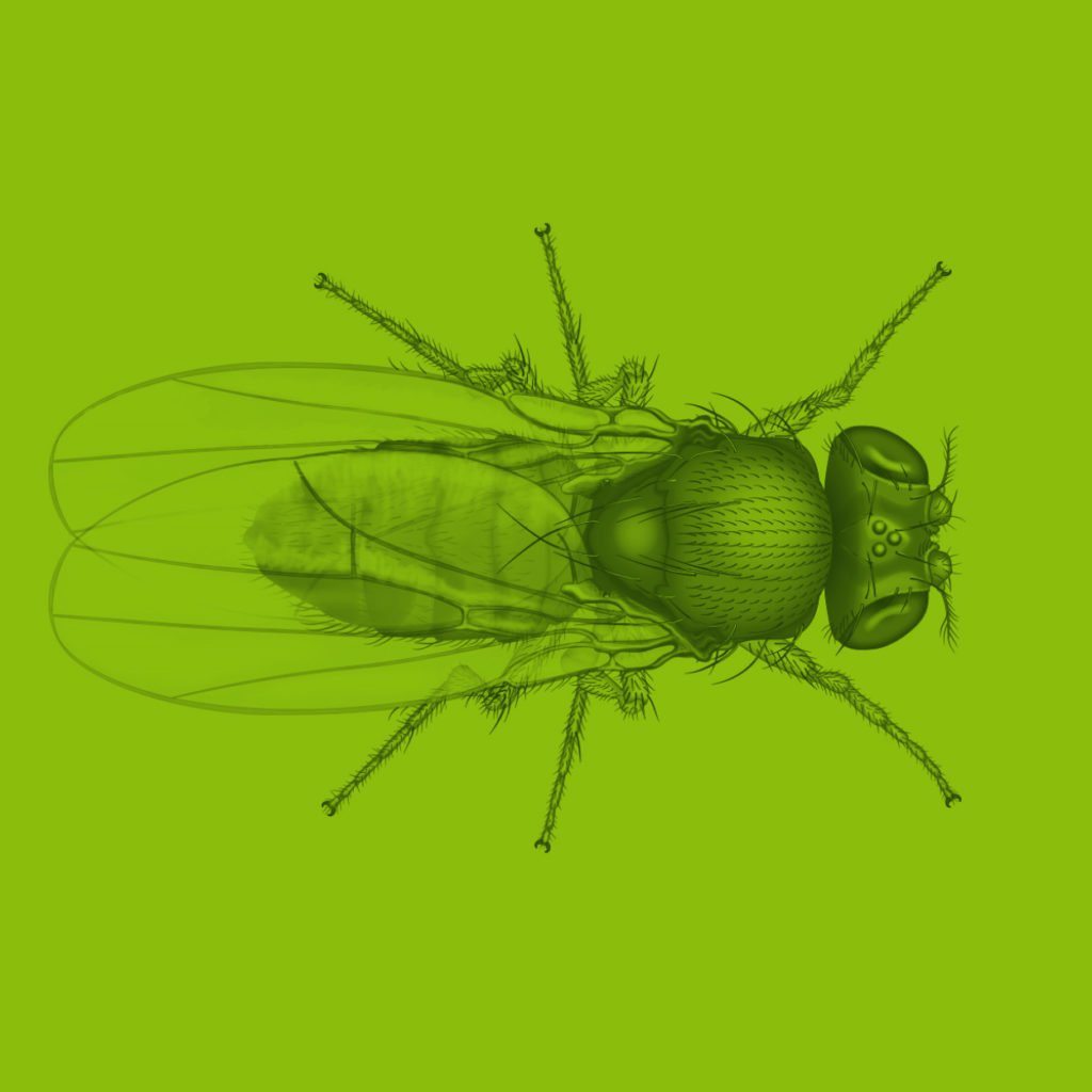 clipart fruit flies