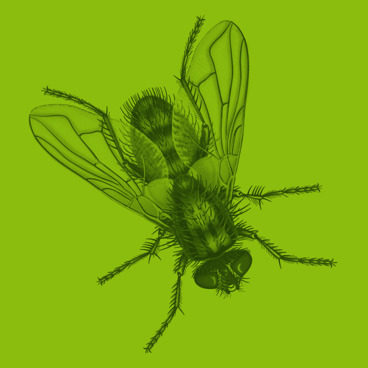 housefly illustration